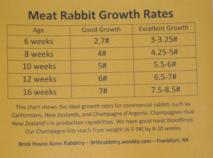 Rabbit Growth Rate Chart